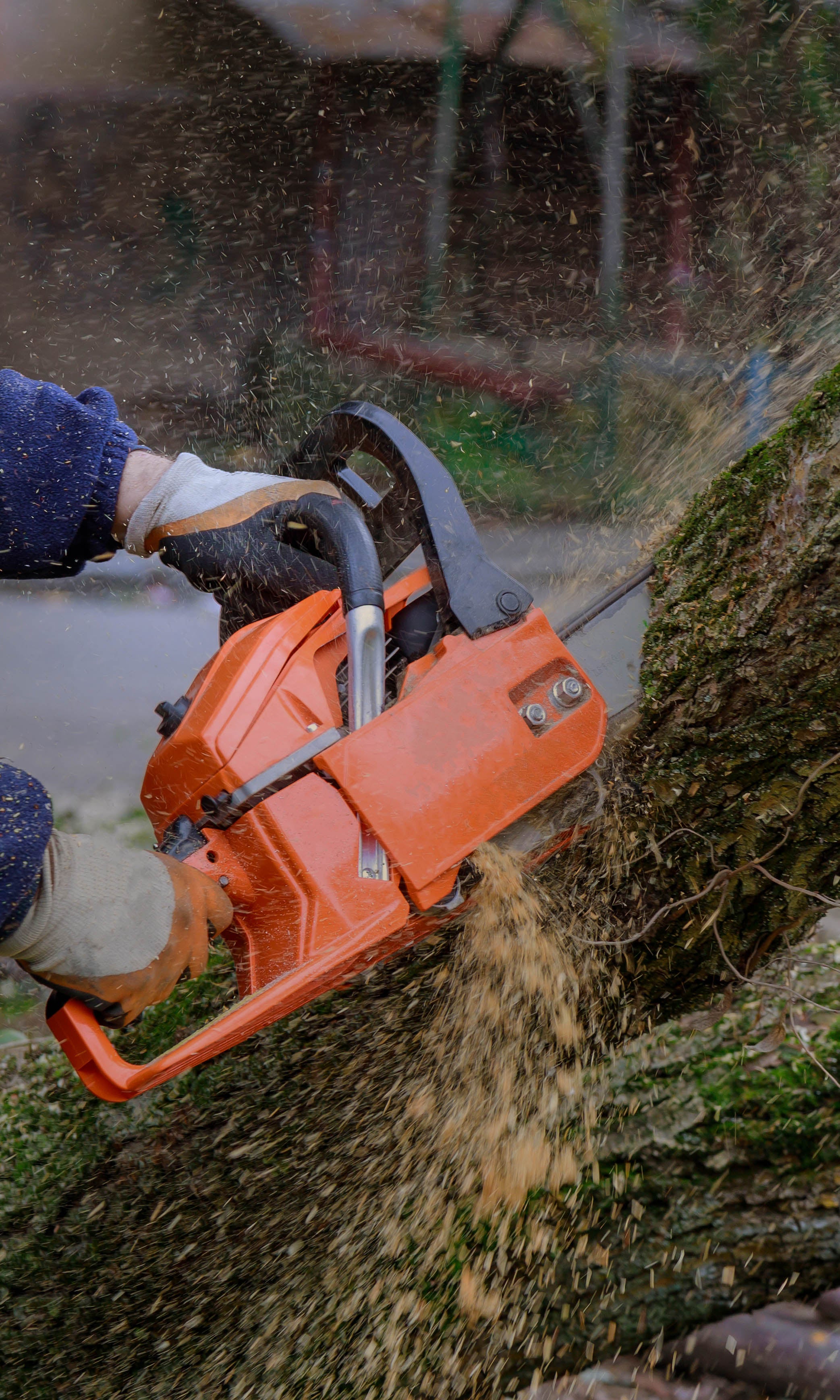Man cutting tree